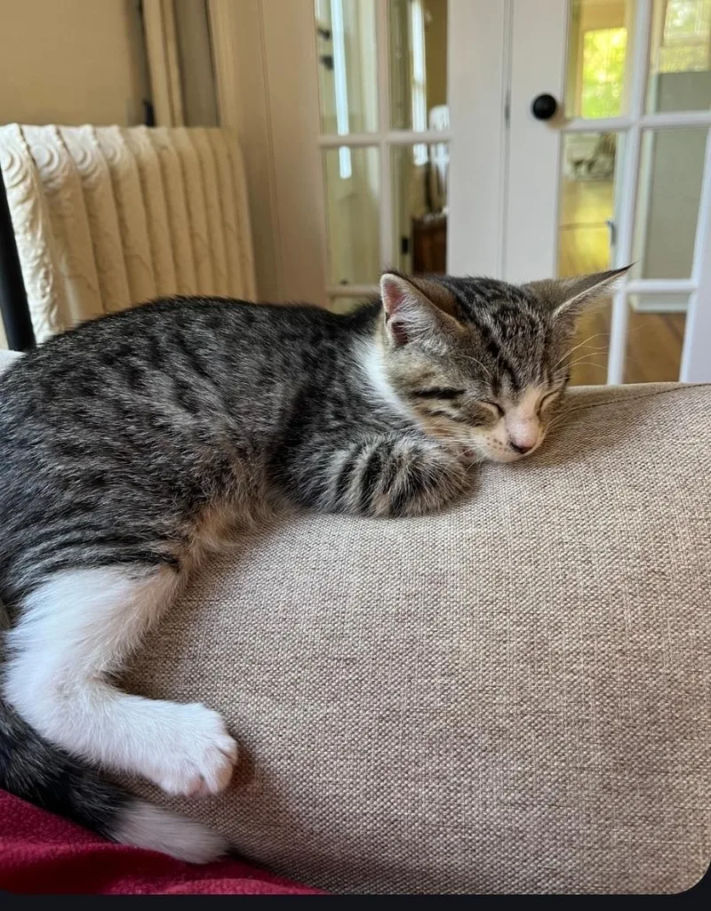 A young small-sized female Domestic Short Hair cat named Tipsy for adoption in Canton, CT