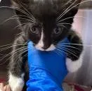 A baby small-sized female Black Domestic Short Hair cat named Tem for adoption in Kansas City, MO