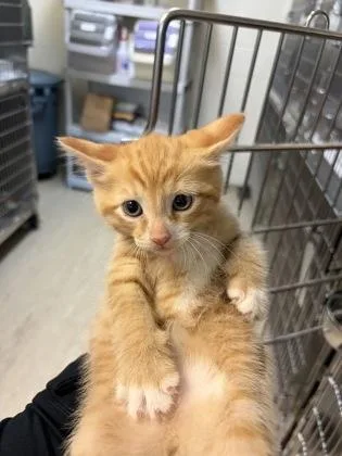 A baby small-sized male Domestic Short Hair cat named Spaghetti Squash for adoption in West Chester, PA