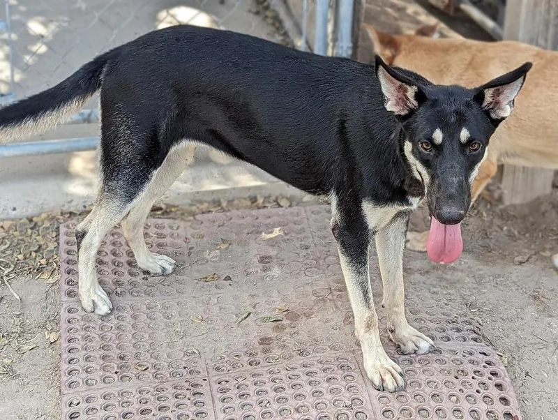 A baby large-sized female Brown / Chocolate Shepherd dog named Atlanta for adoption in Mission, TX