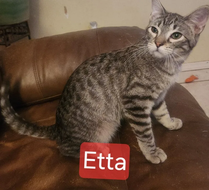 Etta thumbnail 2
