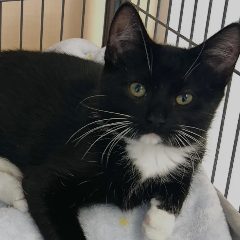 A baby small-sized male Tuxedo cat named King for adoption in Altoona, PA