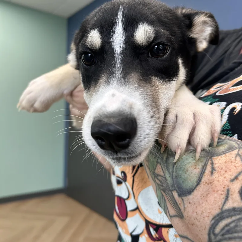 A baby medium-sized male Tricolor (Brown, Black, & White) Mixed Breed dog named Juice for adoption in Manchester, TN