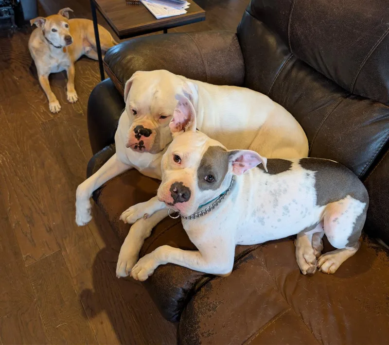 Tommy Pickles thumbnail 2