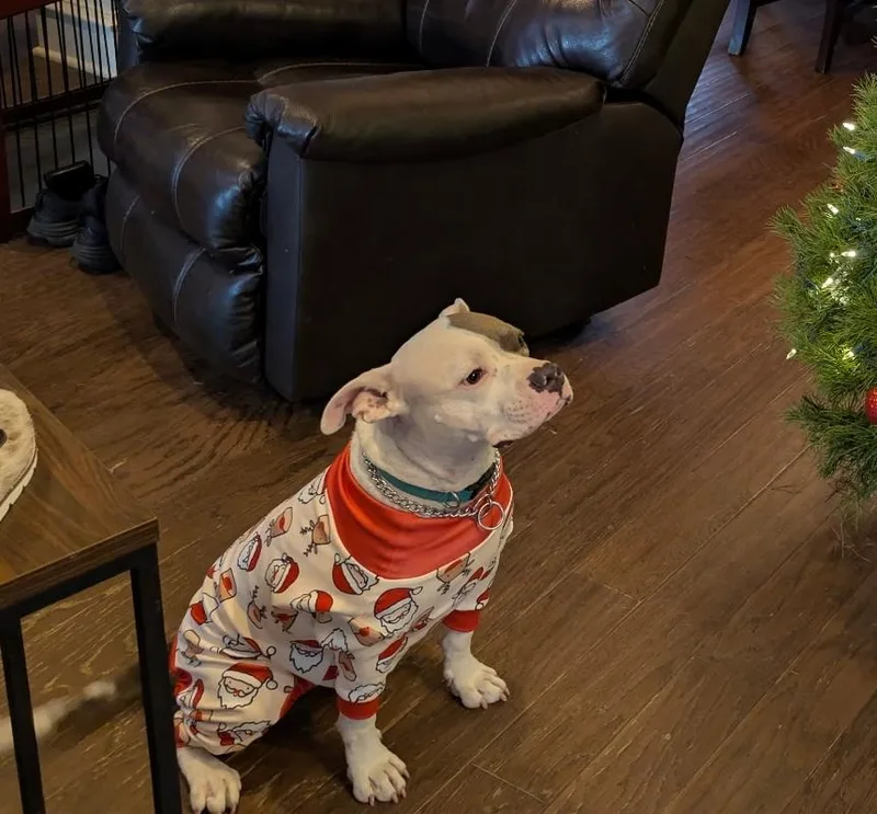 Tommy Pickles thumbnail 3