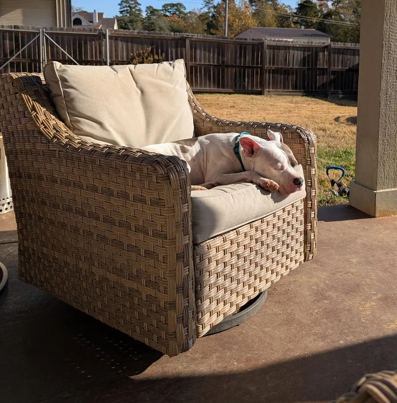 Tommy Pickles thumbnail 4