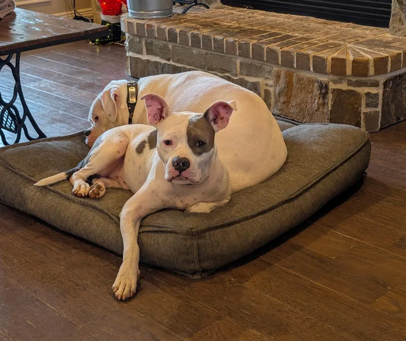 Tommy Pickles thumbnail 5