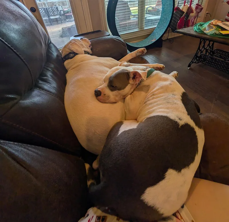 Tommy Pickles thumbnail 6