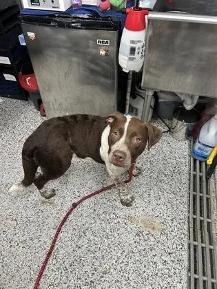 An adult large-sized male Mixed Breed dog named Derek for adoption in West Chester, PA