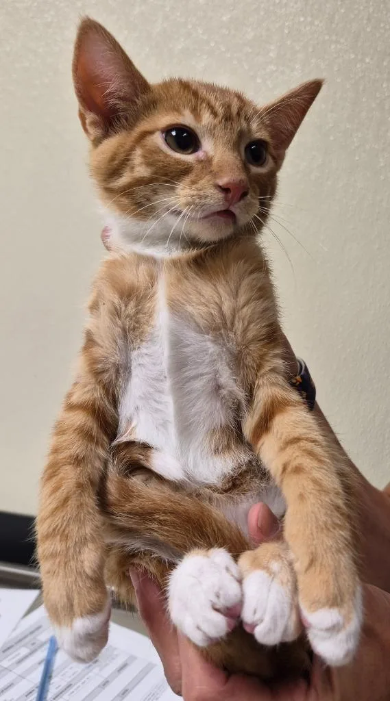 A baby medium-sized male Domestic Short Hair cat named Cordovan for adoption in Christiansburg, VA