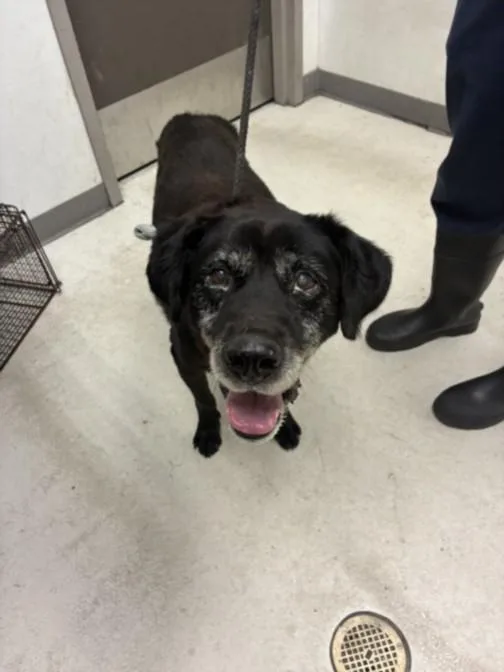 A senior large-sized male Labrador Retriever dog named Dan for adoption in Los Angeles, CA