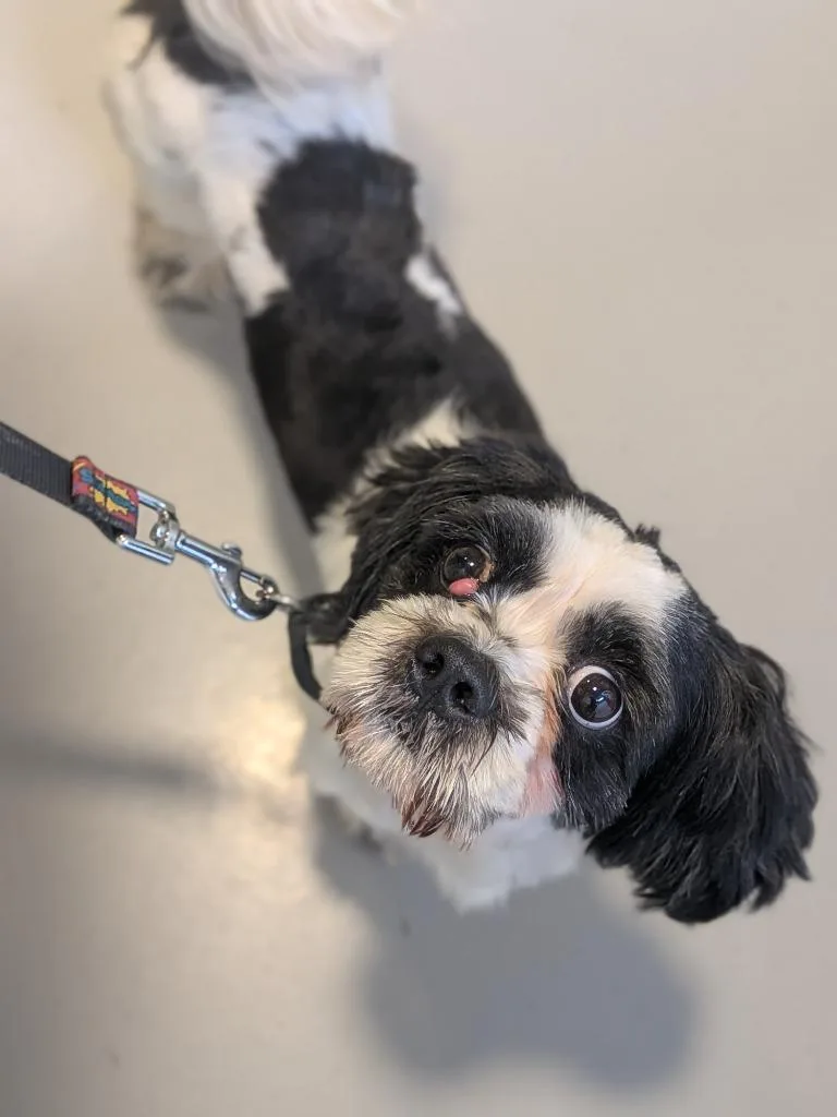 An adult small-sized male Mixed Breed dog named Sega for adoption in Hyde Park, NY