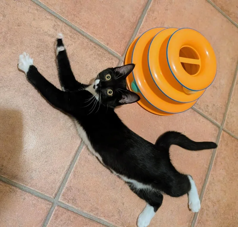 Tippy