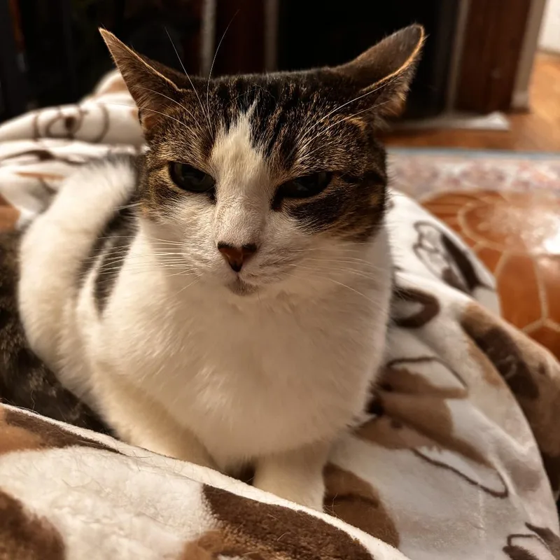 An adult large-sized female Gray / Blue / Silver Domestic Short Hair cat named Nala for adoption in Fairfax Station, VA