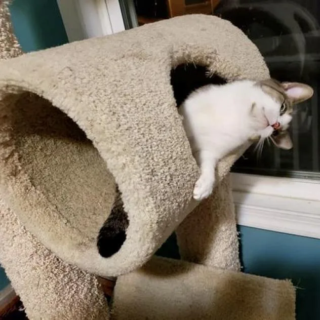 Nala thumbnail 2
