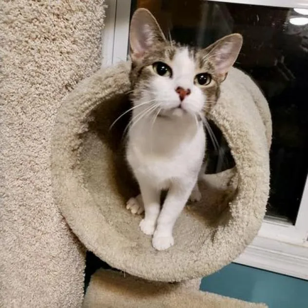 Nala thumbnail 3