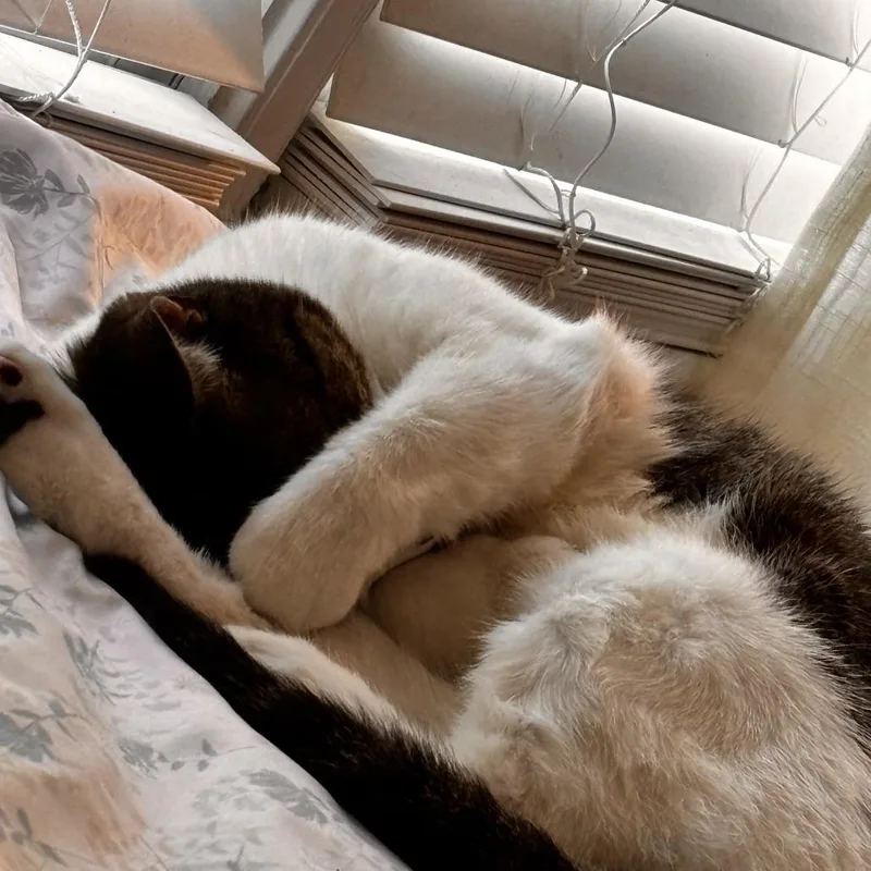 Nala thumbnail 6