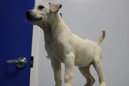 A baby small-sized female Mixed Breed dog named Dot for adoption in Kenansville, NC