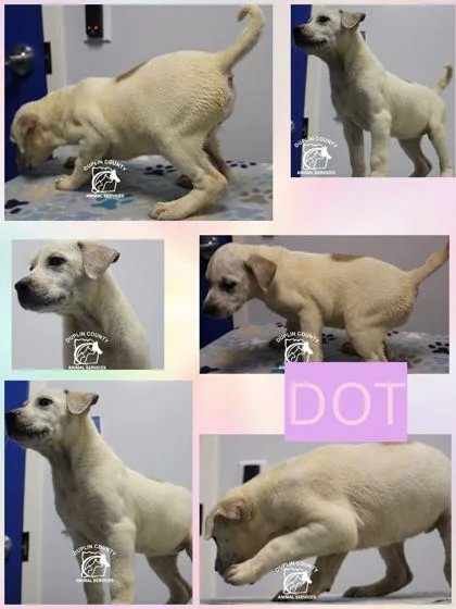 Dot thumbnail 2