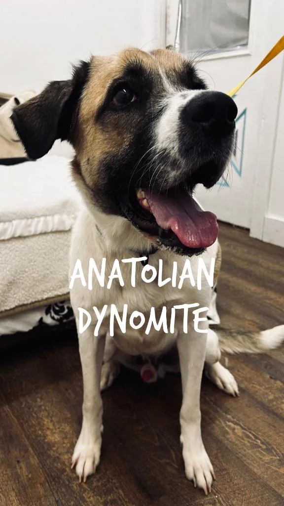 A young extra large-sized male Anatolian Shepherd dog named Anatolian Dynomite for adoption in Jacksonville, IL