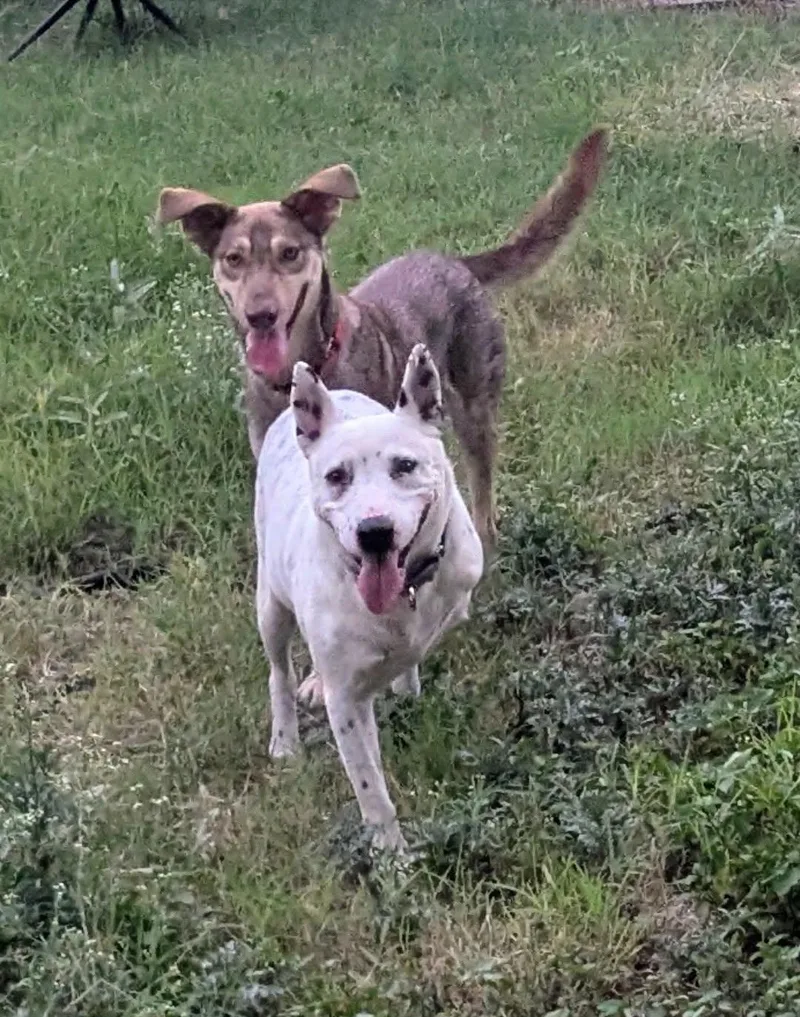 An adult medium-sized male White / Cream Terrier dog named Pongo  OH for adoption in Vernon, CT