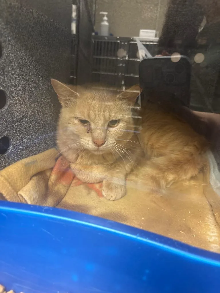 An adult medium-sized male Domestic Short Hair cat named Marshmellow for adoption in Johnson City, TN