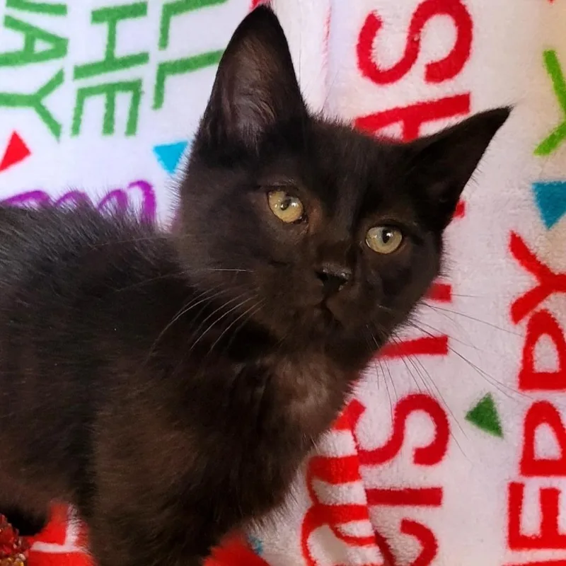 A baby small-sized male Black Domestic Short Hair cat named Orion for adoption in Kittanning, PA