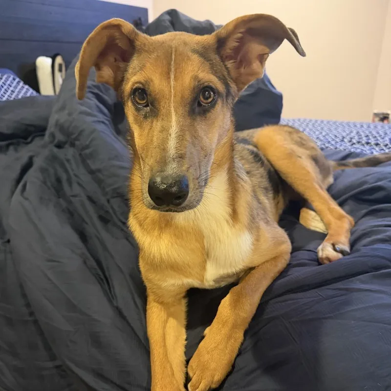A young medium-sized female Brown / Chocolate Shepherd dog named Aurora for adoption in Rockville, MD