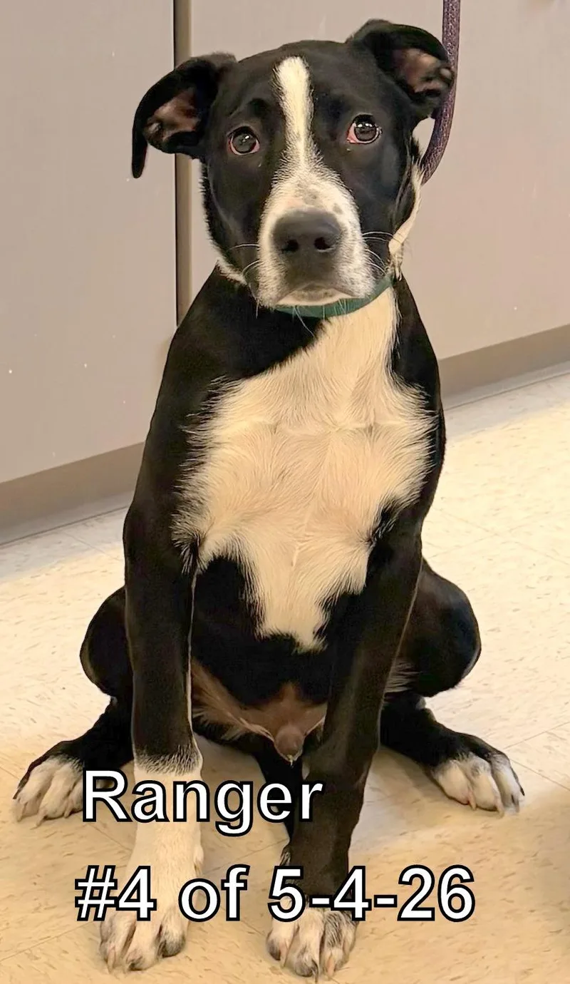 A young medium-sized male Black Labrador Retriever dog named Ranger  Of for adoption in Gaylord, MI