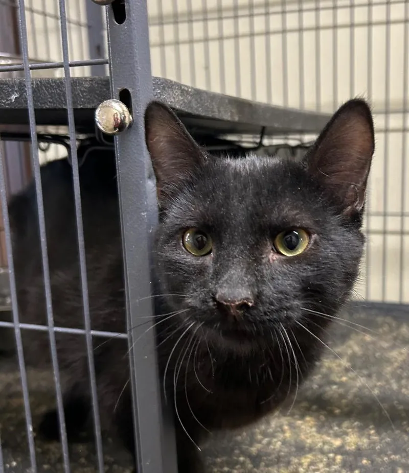 A baby medium-sized male Domestic Short Hair cat named Oliver for adoption in Portland, IN