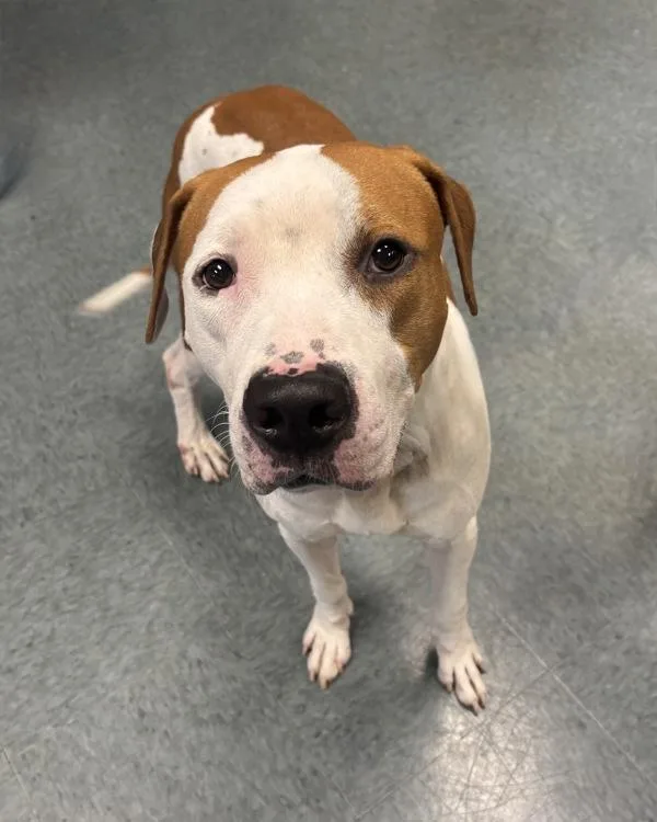 A young large-sized male American Bully dog named King for adoption in Richmond, VA