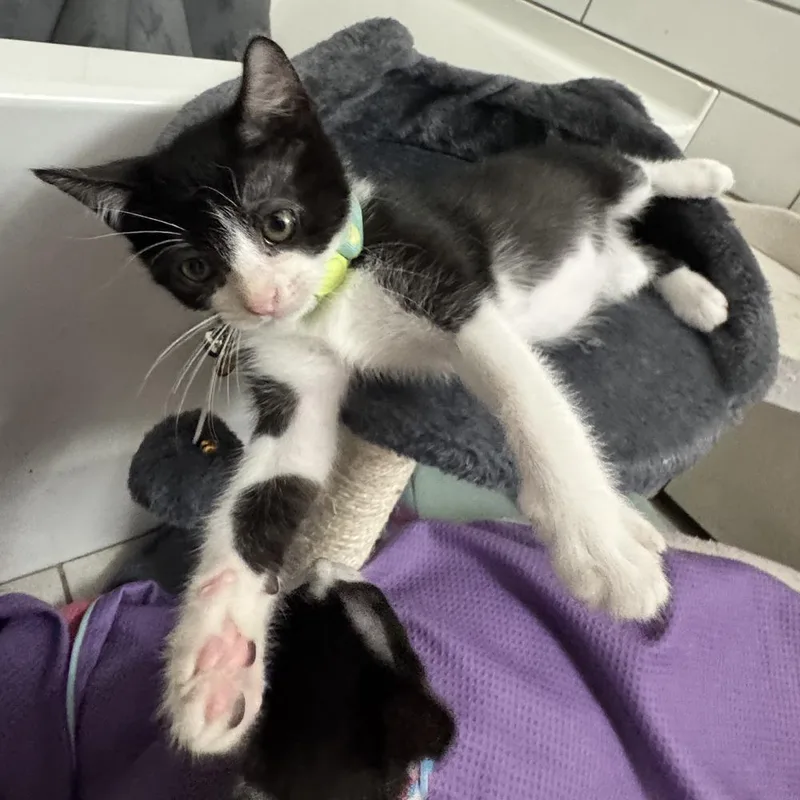 A baby small-sized male Black & White / Tuxedo Domestic Short Hair cat named Matcha for adoption in Dallas, TX