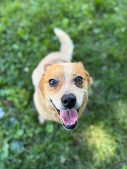 An adult medium-sized male Brown / Chocolate Mixed Breed dog named Spanky for adoption in Leitchfield, KY