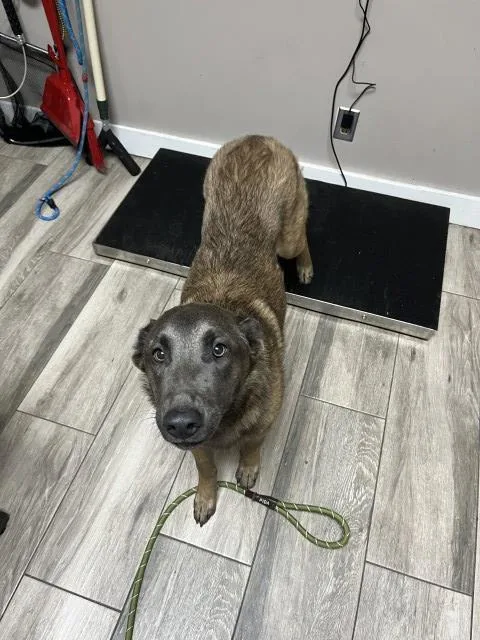 A young large-sized female Belgian Shepherd / Malinois dog named Gen for adoption in Redlands, CA