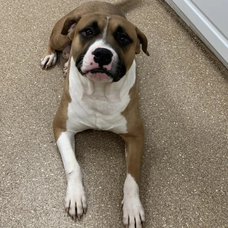 Timon thumbnail 4