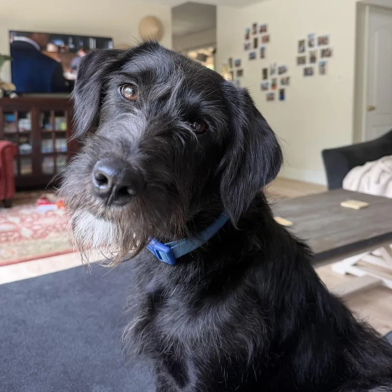 A young medium-sized female Black Terrier dog named Roo for adoption in Sonoma, CA