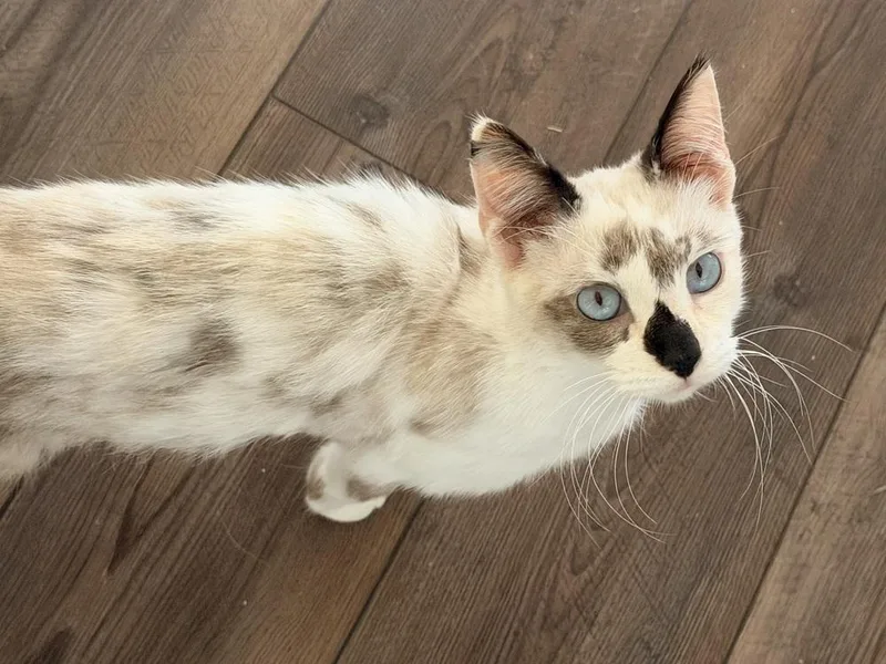 An adult small-sized female Siamese cat named Camo for adoption in Austin, TX