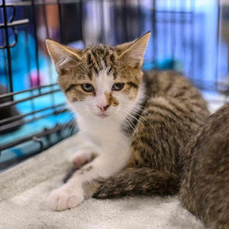 A baby medium-sized male Domestic Short Hair cat named Cashew for adoption in Hamilton, NJ