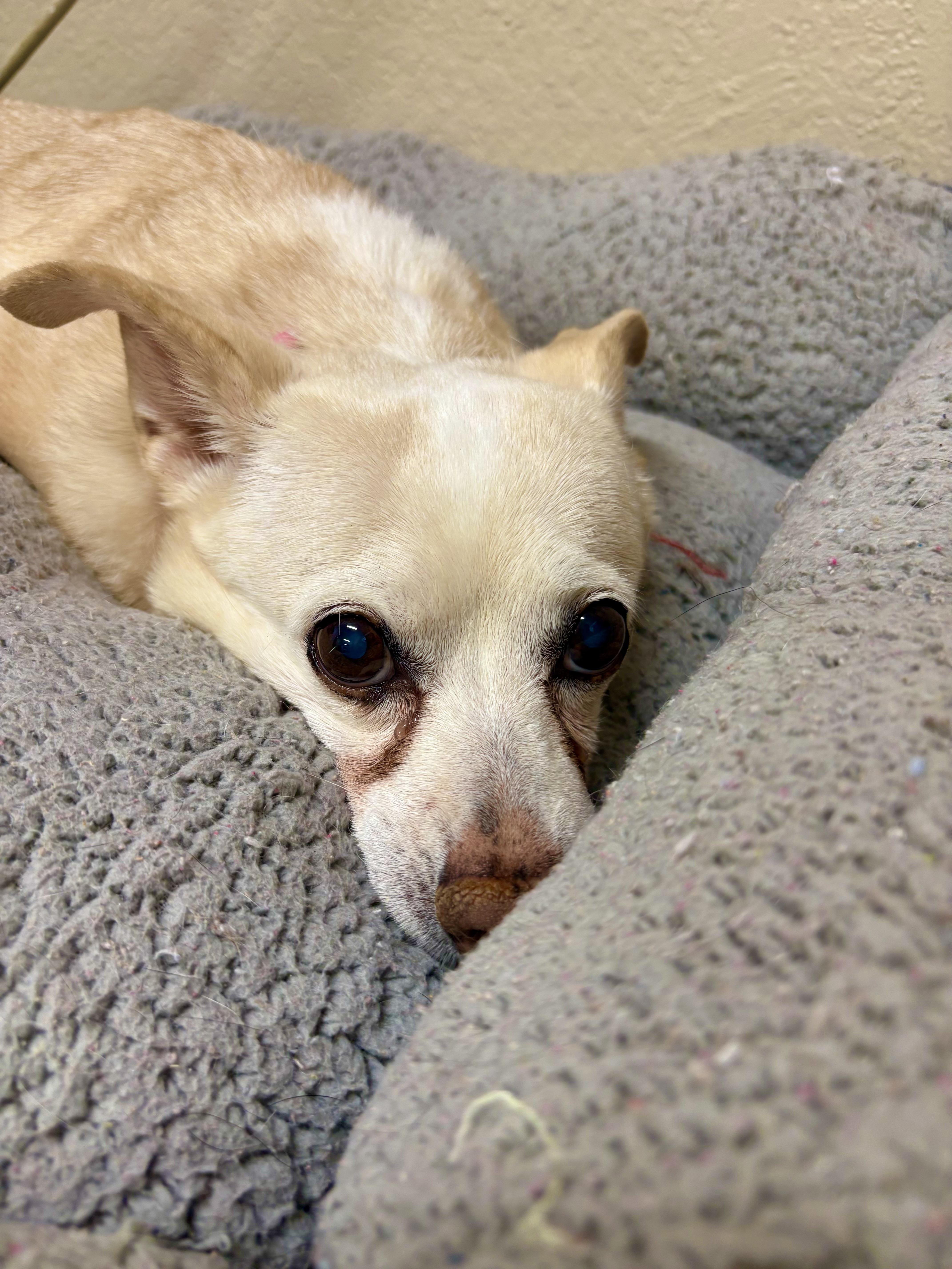 A senior small-sized female Chihuahua dog named Trudie for adoption in Joshua Tree, CA