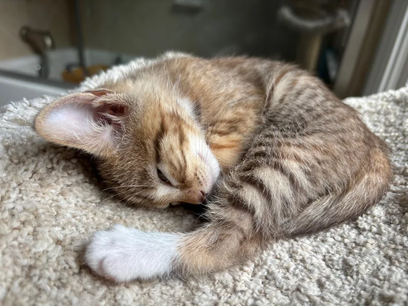 A young medium-sized female Tabby (Brown / Chocolate) Domestic Short Hair cat named Pearla for adoption in Marietta, GA