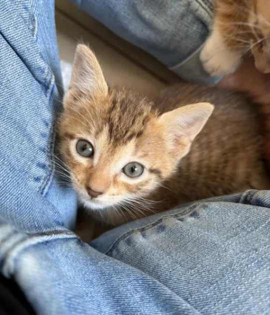 Pearla thumbnail 2