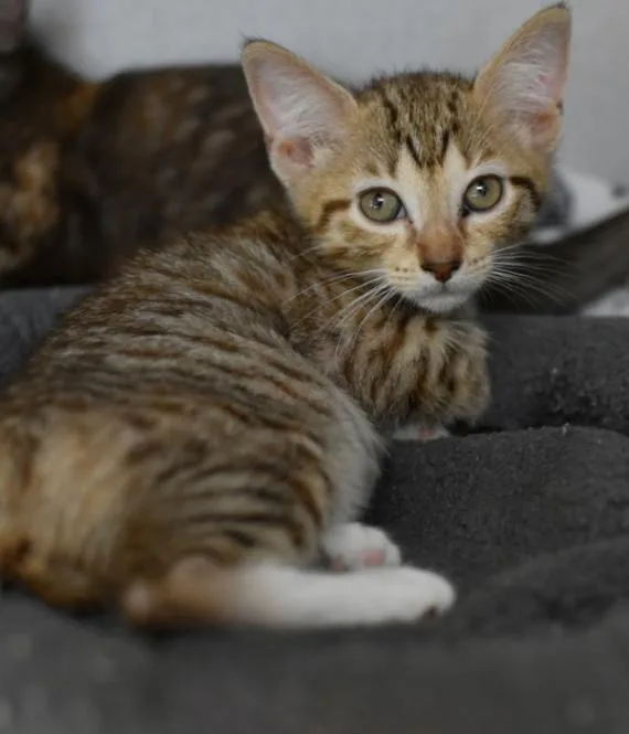 Pearla thumbnail 3