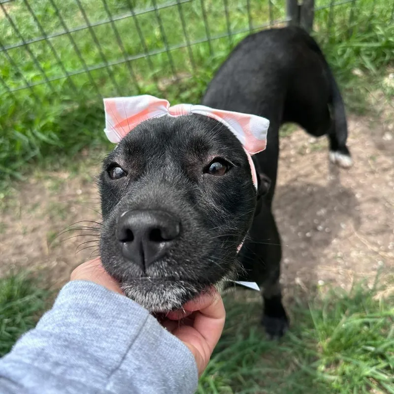 A young medium-sized female Black American Staffordshire Terrier dog named Fanny for adoption in Pittsburgh, PA