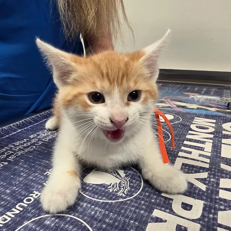 A baby small-sized male Orange / Red Domestic Short Hair cat named Theo for adoption in Carmel, IN