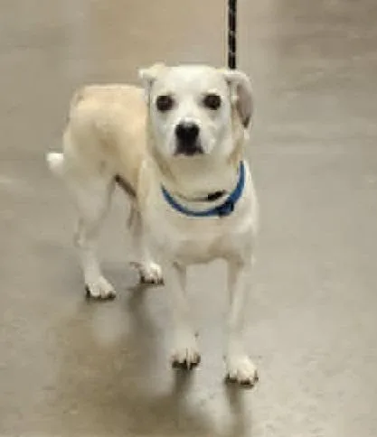 A senior medium-sized male Beagle dog named Bowie for adoption in Murphysboro, IL