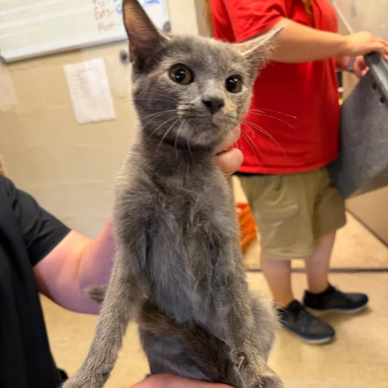 A baby small-sized female Tortoiseshell Domestic Short Hair cat named Gwyn for adoption in Birmingham, AL