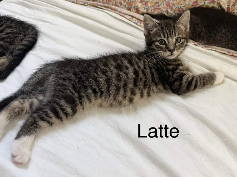 A baby medium-sized male Tabby (Gray / Blue / Silver) Tabby cat named Latte for adoption in Oakley, CA