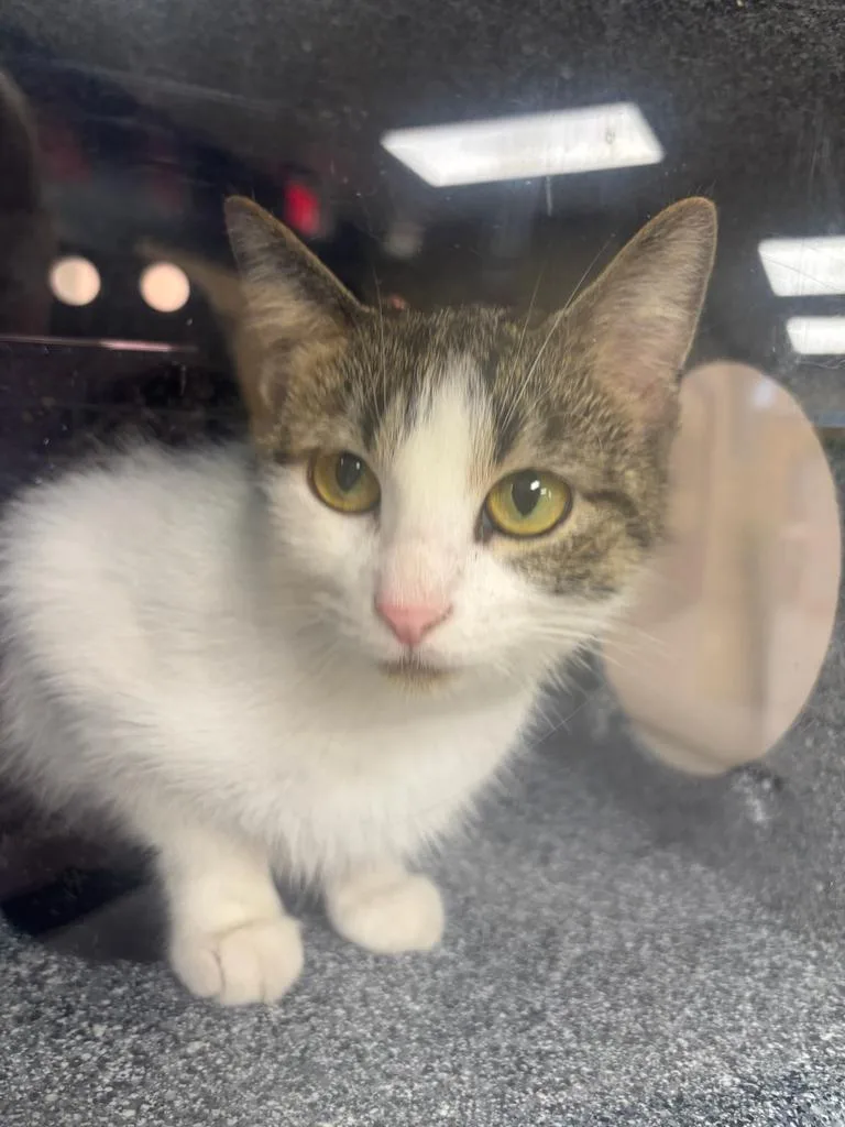 A young large-sized female Domestic Short Hair cat named Pixie for adoption in Greenfield, IN