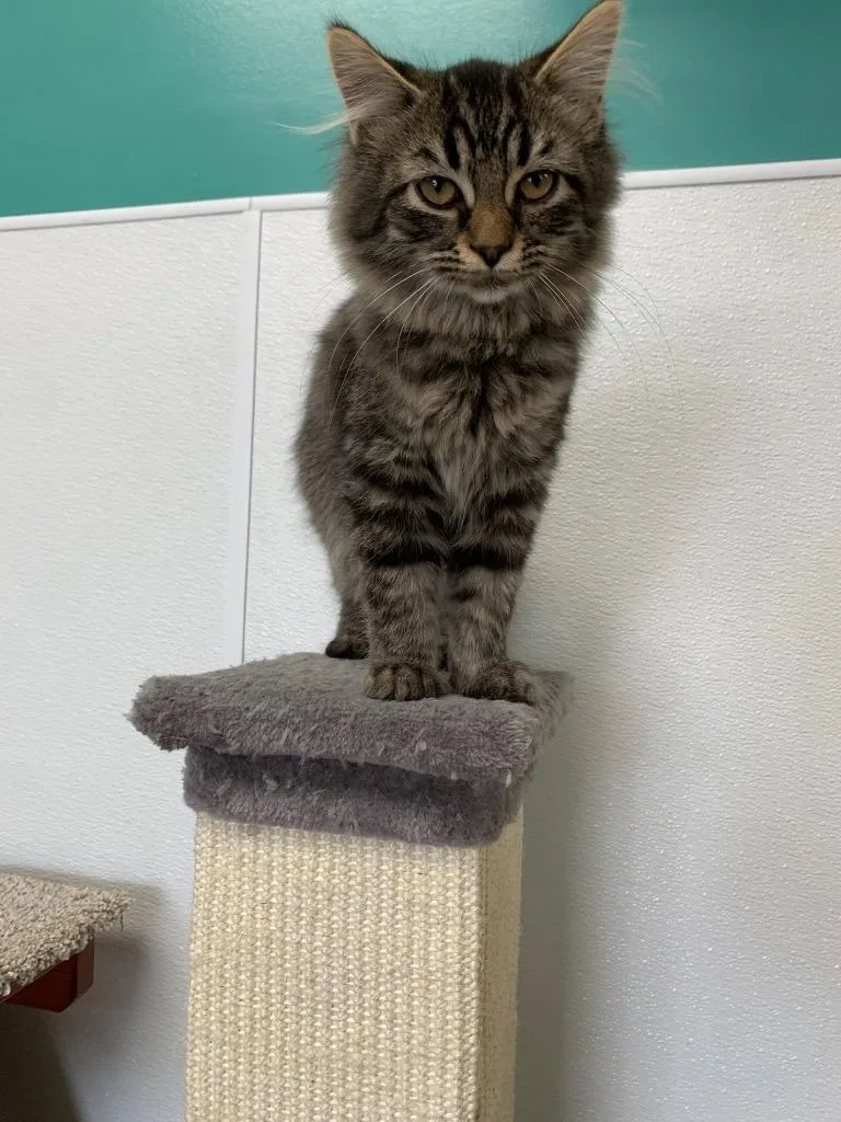 A young medium-sized male Domestic Long Hair cat named Axl for adoption in Batesville, AR