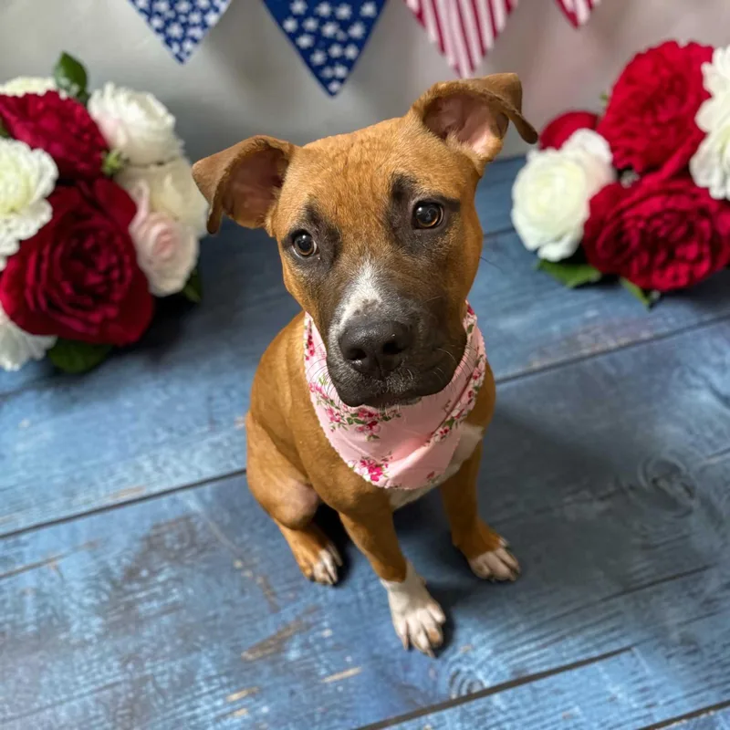 A young medium-sized female Tricolor (Brown, Black, & White) Boxer dog named Chloe for adoption in Bar Nunn, WY